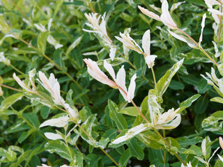 Salix integra 'Hakuro Nishiki' | Saule crevette ou saule Arlequin aux tiges rougeâtres fines et souples aux longues feuilles mouchetées de vert, rose et blanc crème
