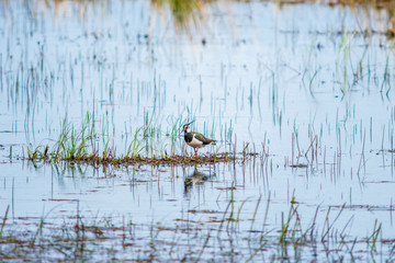 Bird in spring water
