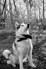 Husky dog with a muzzle on his neck obediently sits, black and white photo.