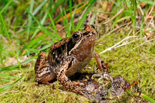 Iberian stream frog / Spanischer Frosch (Rana iberica) - Peneda-Gerês, Portugal