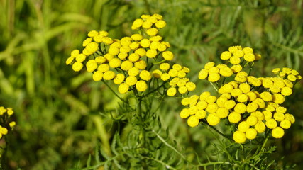 Yellow tansy flowers (Tanacetum vulgare, common tansy, bitter button, cow bitter, or golden buttons) in the green background. Wildflowers