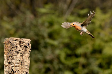 petirrojo macho volando en el parque   ( erithacus rubecula ) Marbella Andalucía España © JOSE ANTONIO