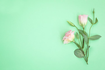 Beautiful pink eustoma flowers and buds lying on trendy mint background. Pastel colored floral border. Modern simple minimalist design composition for any purposes. Top view, flat lay, copy space.