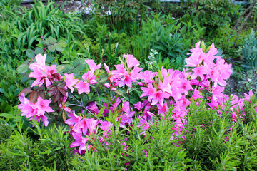Rhododendron bush blooming in bright pink flowers with long stamens in spring on a soft background of green plants macro