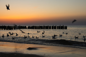 Fototapeta na wymiar Breakwaters on the sea during sunset. Flying seagulls