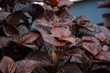Top view of beautiful brown color syngonium plant
