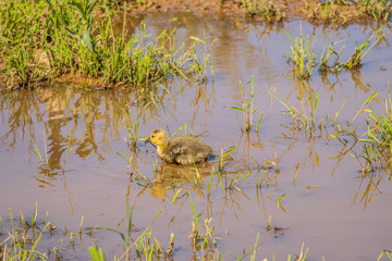 Canadian goose gosling