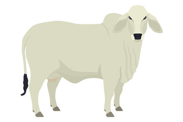 Brahman cow  Breeds of domestic cattle Flat vector illustration Isolated object on white background