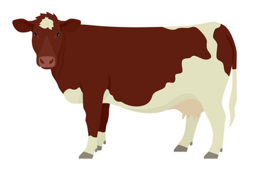 Maine-Anjou cow  Breeds of domestic cattle Flat vector illustration Isolated object on white background