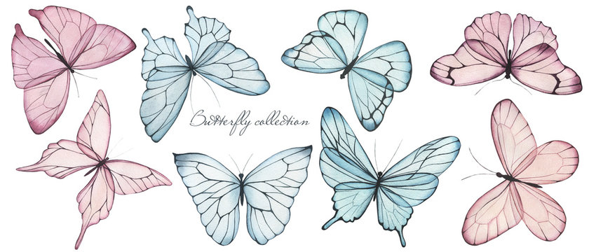 Elegant collection of watercolor hand drawing butterflies and dragonflies, vintage, delicate, nature, perfect for wedding invitation, textile print, scrapbooking, pattern, and  poster 