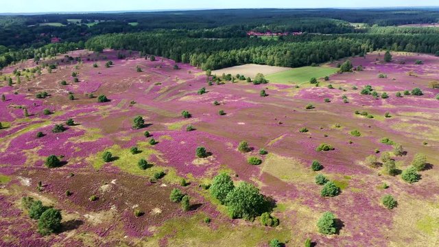 L&uuml;neburger Heide (Lande de Lunebourg) et fleurs de bruy&egrave;res en vue a&eacute;rienne.