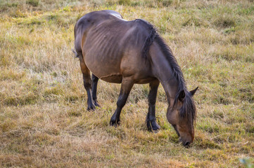 Auvergne horse, horse mare grazing in french summer countryside.