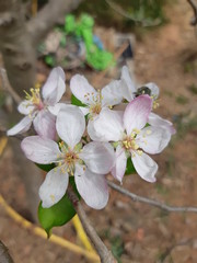 Apple blossoms. Photo taken in Vallirana. Barcelona. Catalonia. Spain