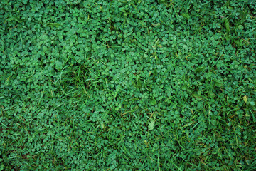 Green grass background