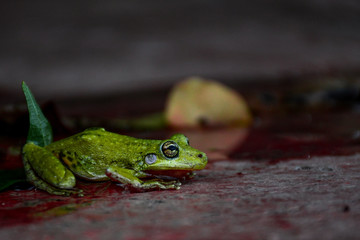 green tree frog