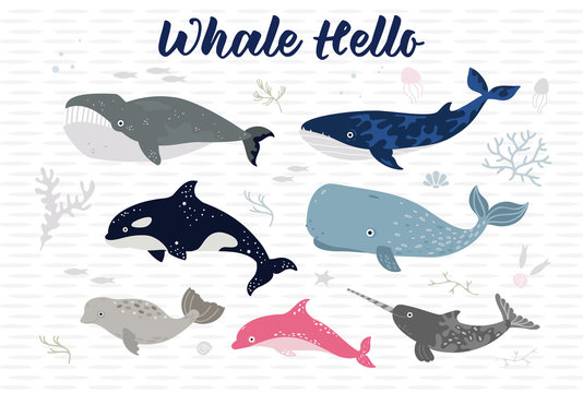 Whale hello sign poster. Sea lyfe of whale, dolphin and shark. Colorful wall art design. Room, nursery decor illustration. Textile, wallpaper hand drawn vector graphic. 