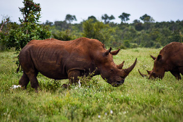 rhino in the grass