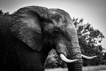 elephant close up