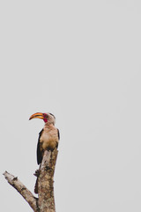 red billed hornbill