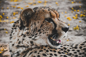 cheetah on the ground