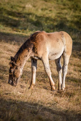 Auvergne horse, horse foal grazing in french summer countryside.