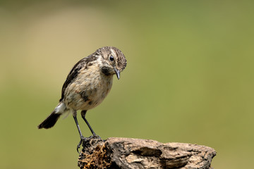 tarabilla hembra en la rama con fondo verde (saxicola rubicola) Marbella Andalucía España	