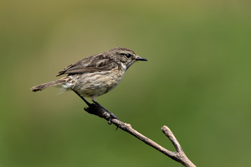 tarabilla hembra  posada en una rama con fondo verde (saxicola rubicola) Marbella Andalucía España 