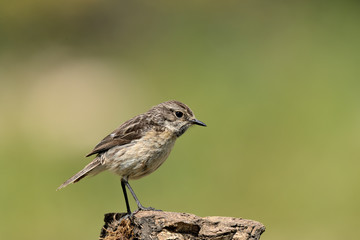 tarabilla hembra posada en un tronco con fondo verde  (saxicola rubicola) Marbella Andalucía España 