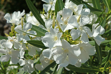Nerium oleander blanc