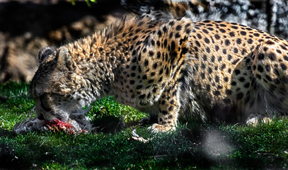 Cheetah eating chicken on the lawn. Latin name - Acinonyx jubatus