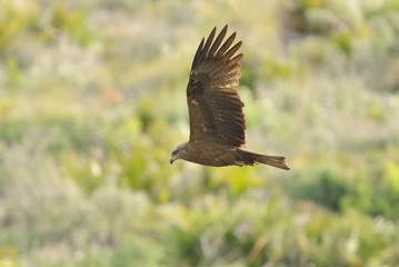 milano negro en vuelo sobre el campo verde (milvus migrans) Marbella Andalucía España	