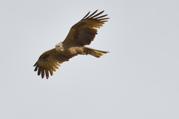 milano negro en vuelo sobre un cielo gris  (milvus migrans) Marbella Andalucía España