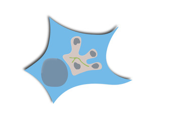 Schematic of Theileria in host cell