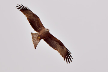 milano negro volando sobre un cielo gris (Milvus migrans) Marbella Andalucía España