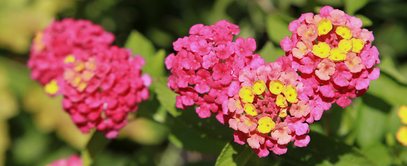 Lantana rose	