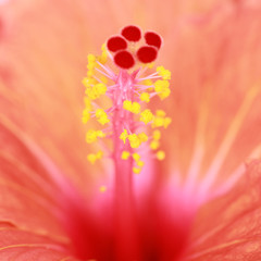Pistil d'une fleurs d'Hibiscus orangée