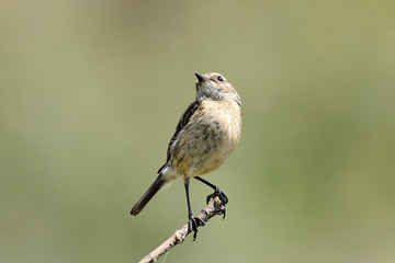 tarabilla hembra mirando al cielo posada en una rama  (saxicola rubicola) Marbella Andalucía España 