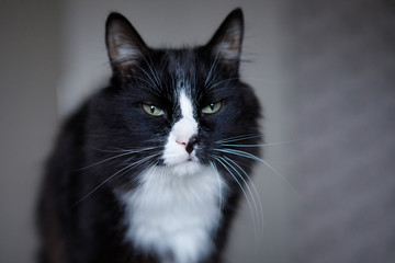 Black and white fluffy cat sits on the floor.