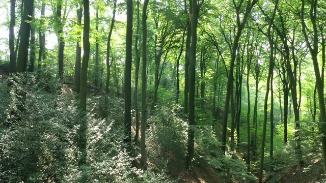 Vall&eacute;e de N&eacute;ander en Allemagne