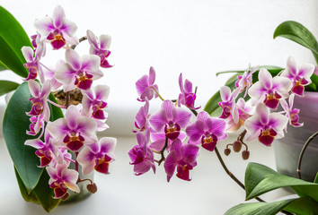 Naklejka na ściany i meble Beautiful close-up double color mini orchids Brother Pico Sweetheart in right and left and purple mini orchids Sogo Vivien flowers in middle. Phalaenopsis, Moth Orchid on white background.