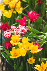 red and yellow tulips