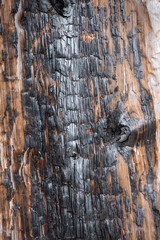 texture of burned wood in the forest, charred wall of boards, burnt wood after a forest fire, coals...
