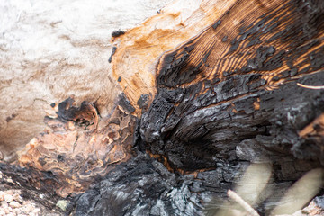 texture of burned wood in the forest, charred wall of boards, burnt wood after a forest fire, coals and wood