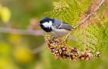 Coal Tit, Periparus ater, Coal Titmouse. A bird sits on a branch of a thuja