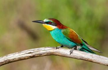 European bee-eater, Merops apiaster. In the early morning, the bird sits on a beautiful old branch. The sun beautifully illuminates the model