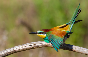 European bee-eater, Merops apiaster. In the early morning, the bird sits on a beautiful old branch. The sun beautifully illuminates the model. The bird warms up before flying