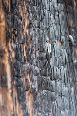 texture of burned wood in the forest, charred wall of boards, burnt wood after a forest fire, coals and wood