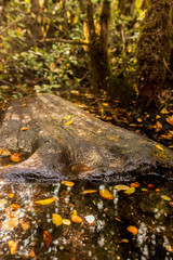 waterfall in autumn