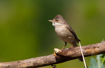 Common Whitethroat, Sylvia communis. Early morning bird sits on a dry branch