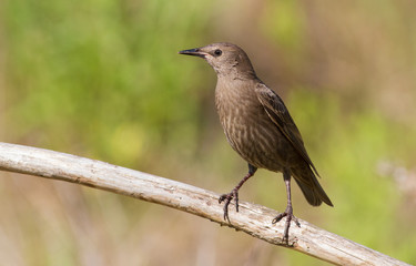 Сommon starling, Sturnus vulgaris. A young bird sits on a branch